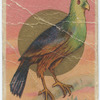 Merian's plaintain-eater.
