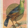 Merian's plaintain-eater.