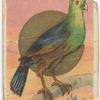 Merian's plaintain-eater.