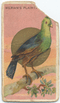 Merian's plaintain-eater.