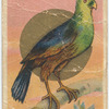 Merian's plaintain-eater.