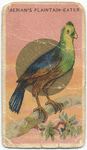 Merian's plaintain-eater.