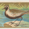 Pacific Golden plover.