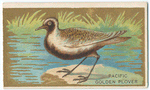 Pacific Golden plover.