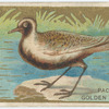 Pacific golden plover.
