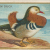 Mandarin duck.
