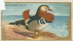 Mandarin duck.