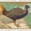 Manchurian pheasant.