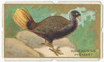 Manchurian pheasant.