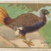 Manchurian pheasant.