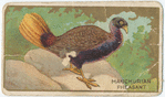 Manchurian pheasant.