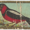 Black and red broad bill.