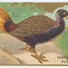 Manchurian pheasant.