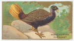 Manchurian pheasant.