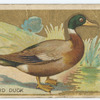 Mallard duck.