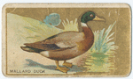 Mallard duck.