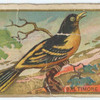 Baltimore oriole.