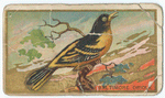 Baltimore oriole.