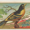 Baltimore oriole.