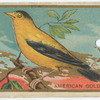 American gold finch.