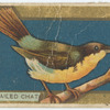 Long tailed chat.