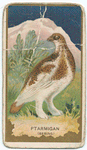 Ptarmigan. (spring)