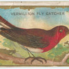 Vermillion fly catcher.
