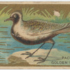 Pacific golden plover.