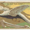 Silver pheasant.
