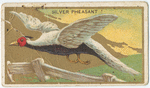 Silver pheasant.