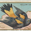 Yellow cassican.