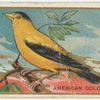 American gold finch.