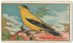 American gold finch.