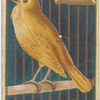 Canary.
