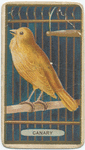 Canary.