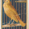 Canary.