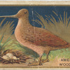 American woodcock.