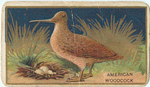 American woodcock.