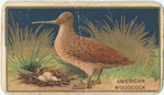 American woodcock.