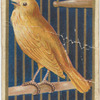 Canary.