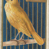 Canary.