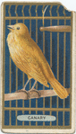 Canary.