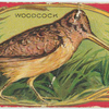 Woodcock.