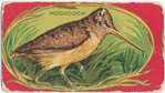 Woodcock.
