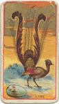 Lyre.