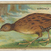 Virginia Rail.