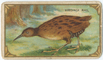 Virginia Rail.
