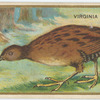 Virginia Rail.