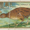 Virginia Rail.