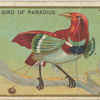King bird of paradise.